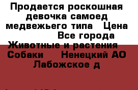 Продается роскошная девочка самоед медвежьего типа › Цена ­ 35 000 - Все города Животные и растения » Собаки   . Ненецкий АО,Лабожское д.